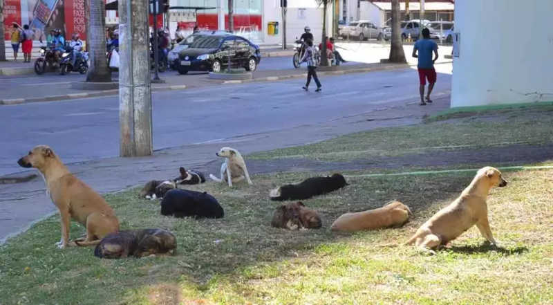 Montes Claros (MG) terá centro municipal de castração de cães e gatos