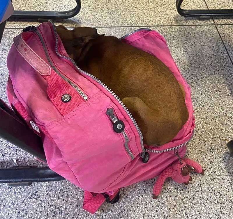 Cachorrinha Cláudia dormindo em mochila de aluna do IFTM Ituiutaba — Foto: Ana Laura Guimarães/Arquivo pessoal