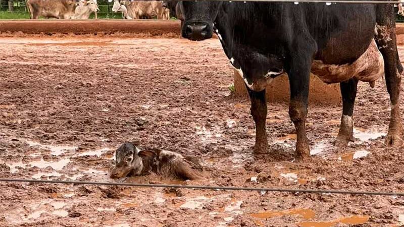 Justiça determina que responsáveis por mais de 1.000 cabeças de gado encontradas em situação de maus-tratos em Uberaba adotem medidas de reparação