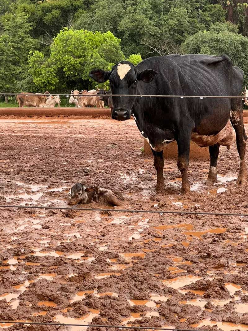 Justiça determina que responsáveis por mais de 1.000 cabeças de gado encontradas em situação de maus-tratos em Uberaba adotem medidas de reparação