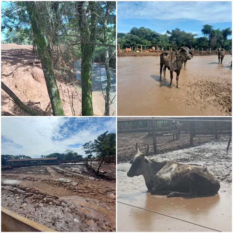 Imagens mostram sítio dos animais encontrados em situação de maus-tratos com alto nível de lama — Foto: PMMA/Divulgação