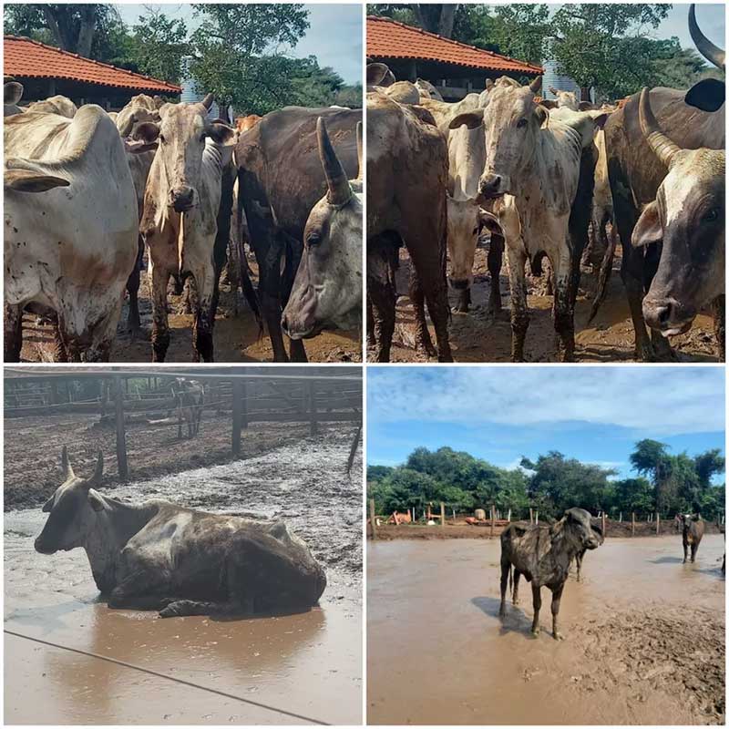 Alguns dos animais encontrados no sítio em Uberaba estavam em situação de magreza e com doenças graves — Foto: PMMA/Divulgação