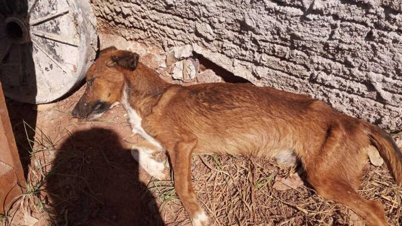 Polícia Ambiental autua por maus-tratos criminoso que deixou cachorro morrer por desnutrição em Nova Andradina, MS