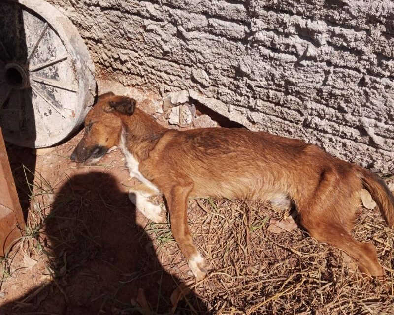 Polícia Ambiental autua por maus-tratos criminoso que deixou cachorro morrer por desnutrição em Nova Andradina, MS