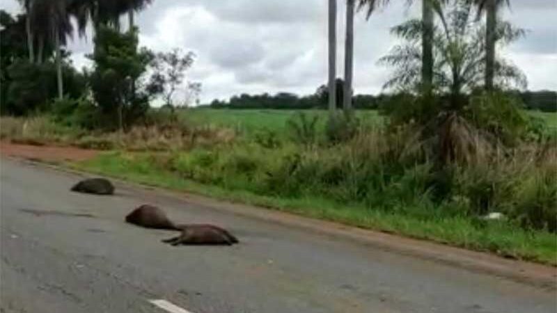 ‘Família’ de capivaras morre atropelada em rodovia de MS e guia lamenta: ‘Muito triste’; VÍDEO