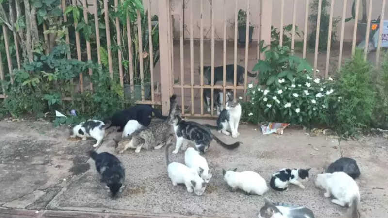 Após morte de morador de imóvel, 30 gatos são abandonados em Campo Grande, MS