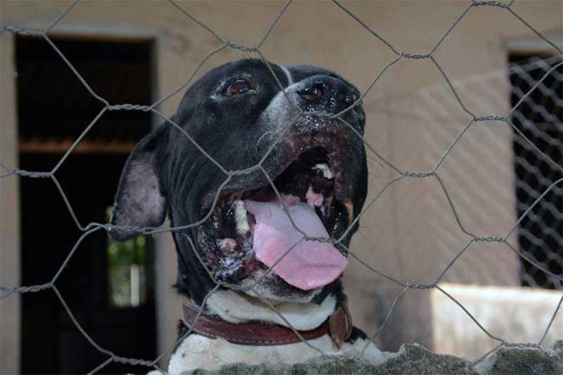 Cães e gatos poderão ser castrados e microchipados gratuitamente em Campo Grande (MS) na próxima quarta-feira, 30