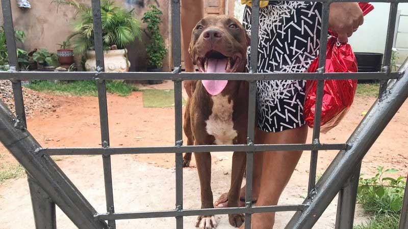 Com portão instalado, casinha e espaço adequado, pit bull é devolvido para família: ‘Final feliz para o Borel’; VÍDEO