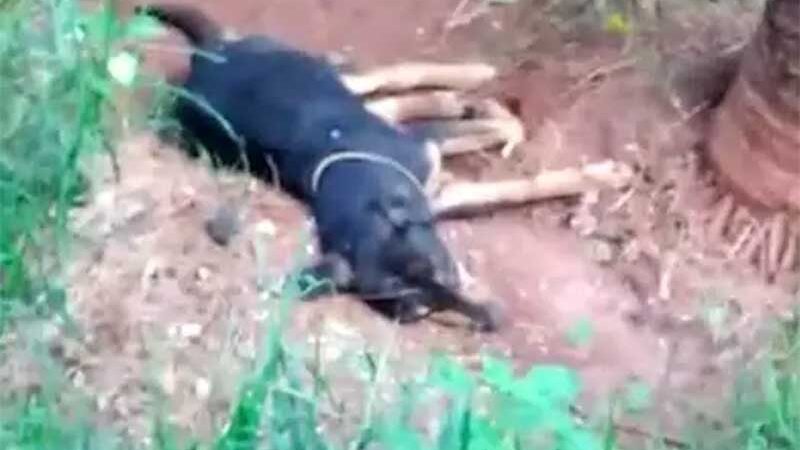 “Dois morreram de fome”, diz leitor ao denunciar abandono de cães em Campo Grande, MS