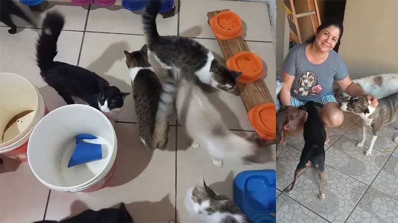 Sem ração, abrigo que tem mais de 80 pets implora por ajuda e doações, em Campo Grande, MS