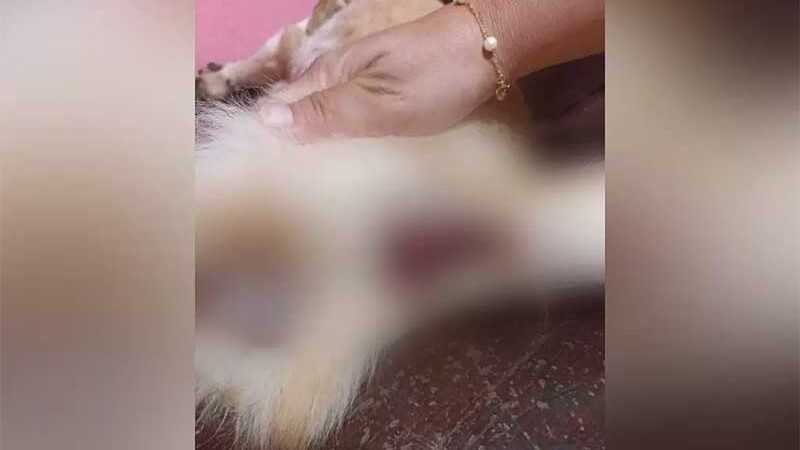 Vítima de maus-tratos, cachorro é resgatado com sinais de estupro em Rochedo, MS