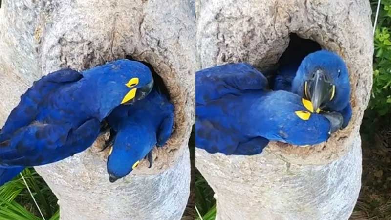 Arara-azul é flagrada ‘arrumando’ filhote para primeiro voo no Pantanal de MS; veja vídeo