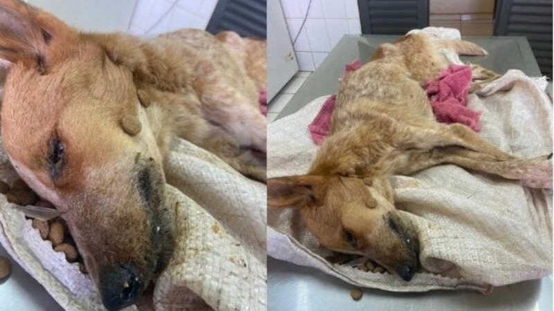 Tutora é multada em R$ 1 mil após cachorro morrer de fome e sede em Nova Andradina, MS