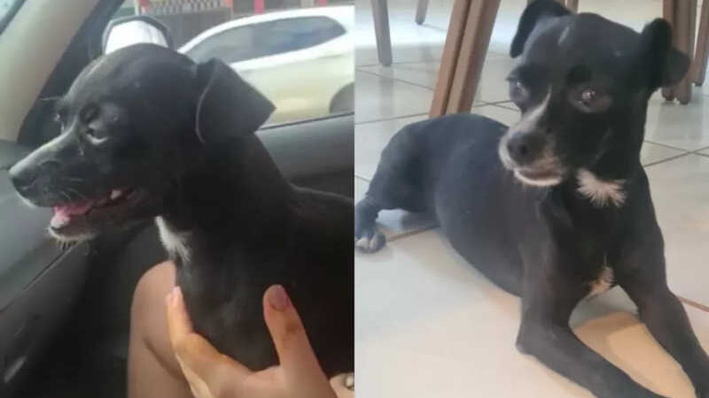 Cão é abandonado por motorista e corre desesperado atrás de carro em Cuiabá (MT); veja vídeos