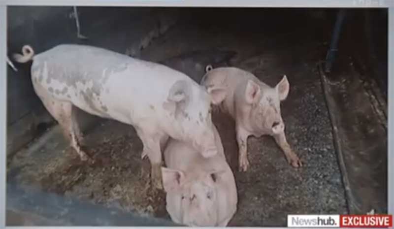 Ministério investiga muitos negócios de vendas de porcos vivos após acusações de crueldade animal na Nova Zelândia
