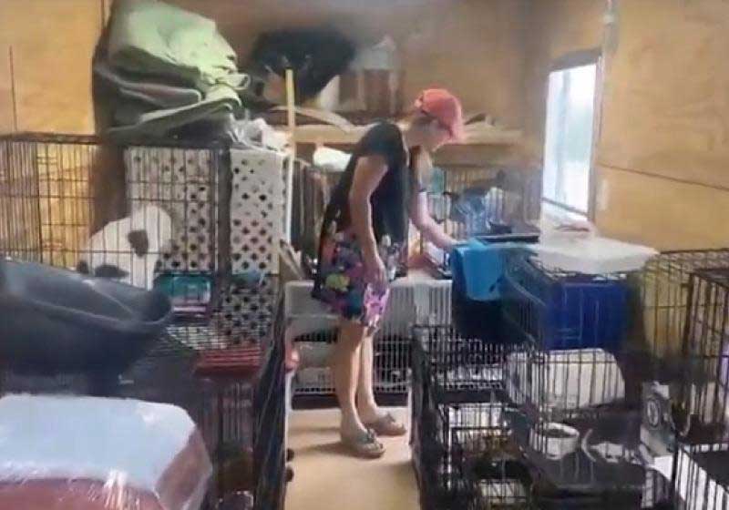 Estranhos ajudam mulher a salvar 86 gatos de abrigo durante incêndio