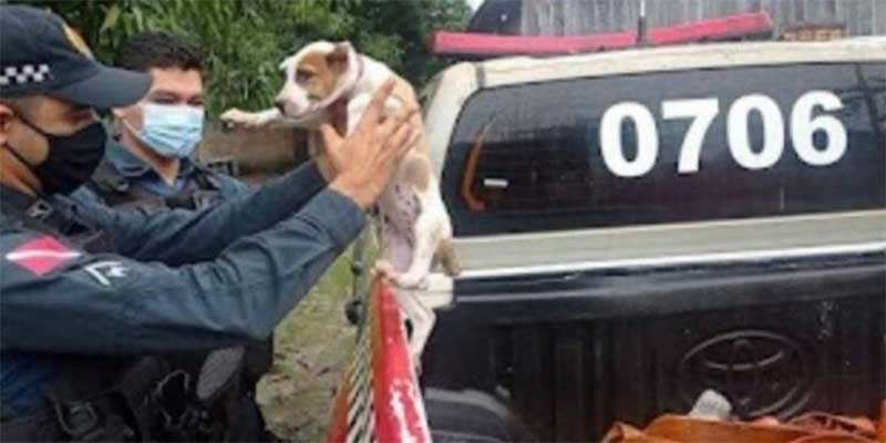 Polícia resgata cadela amarrada em árvore após denuncias de vizinhos no sul do Pará