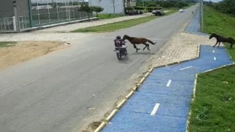 Em São João do Rio do Peixe (PB), câmeras de segurança registram momento de acidente com animal; VÍDEO