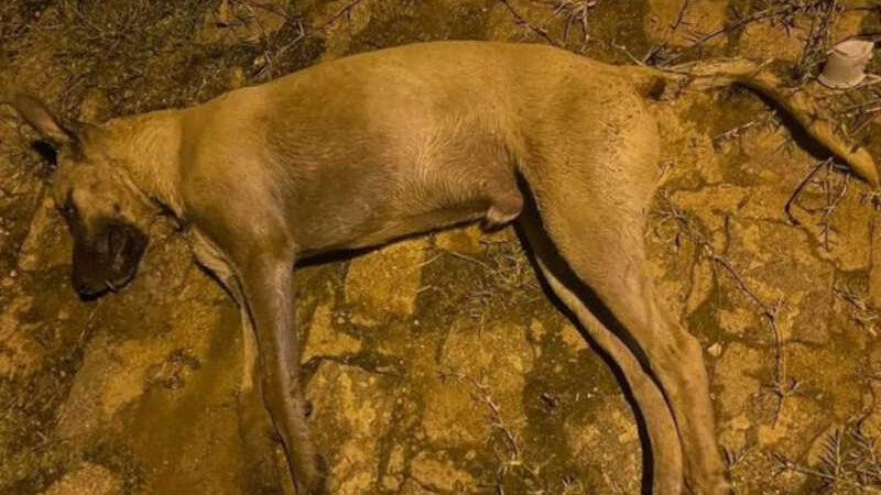 Grupo de cães em situação de rua são encontrados mortos, na Paraíba