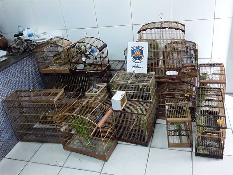 Policiais apreendem 27 pássaros em feira da zona norte do Recife (PE) em operação contra comércio de aves
