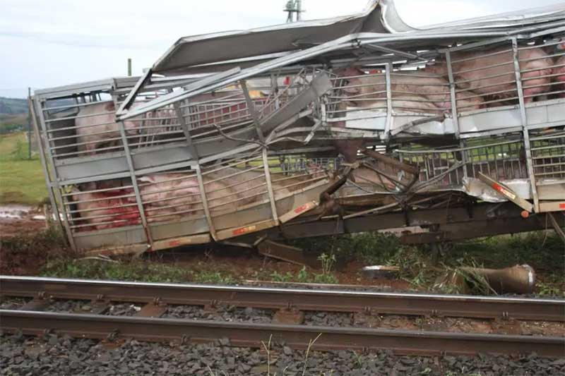 Trem atinge caminhão carregado com porcos em Cambira, PR; animais morreram