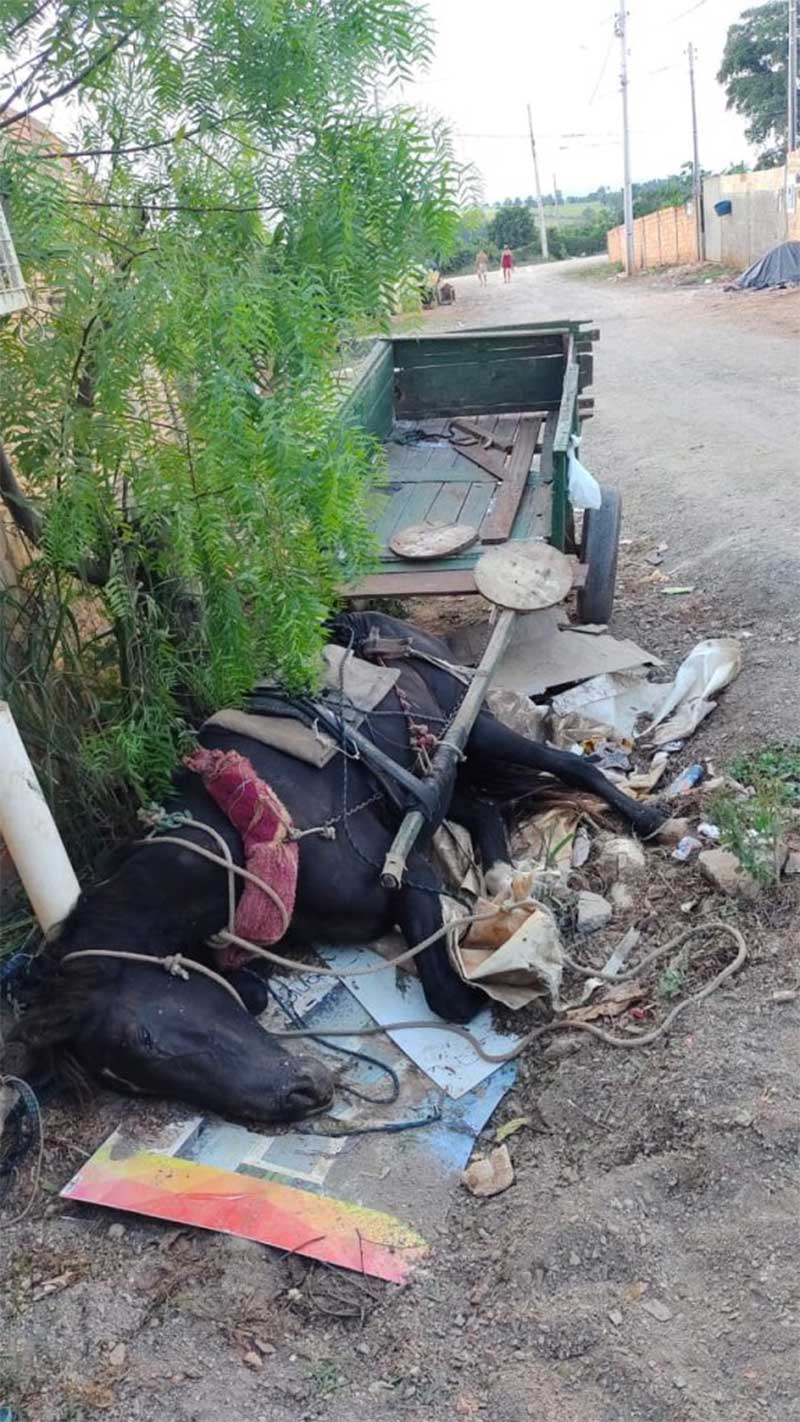 Morte de cavalo gera comoção em Carlópolis, PR