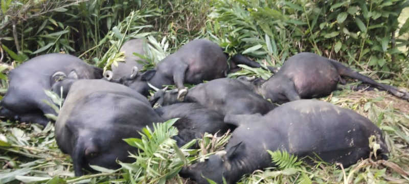 10 búfalos morrem eletrocutados em Guaraqueçaba, no litoral do Paraná