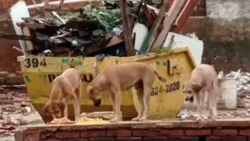 Morador denuncia abandono de cadela com filhotes e maus-tratos em Umuarama, PR