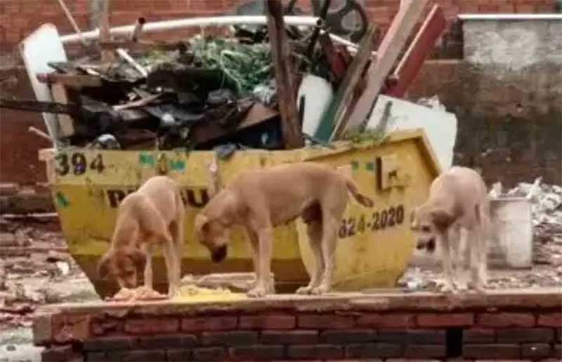 Morador denuncia abandono de cadela com filhotes e maus-tratos em Umuarama, PR