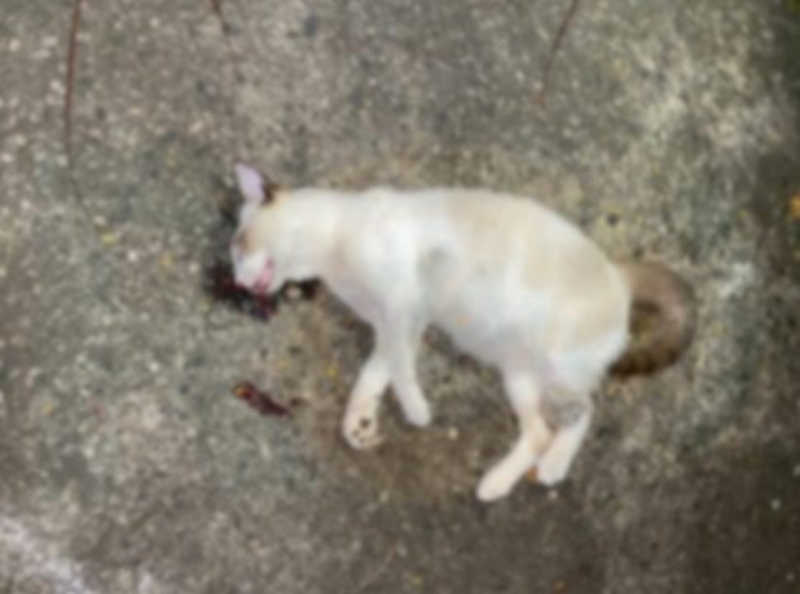 Gato é atingido por pedrada e morre em Cabo Frio, RJ