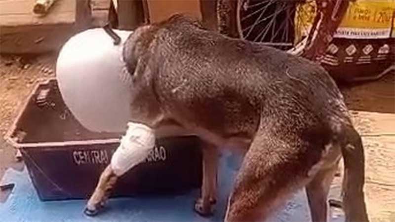Jacarés atacam cães de rua em parque municipal em Itaguaí, RJ; organização de defesa dos animais diz que 7 morreram