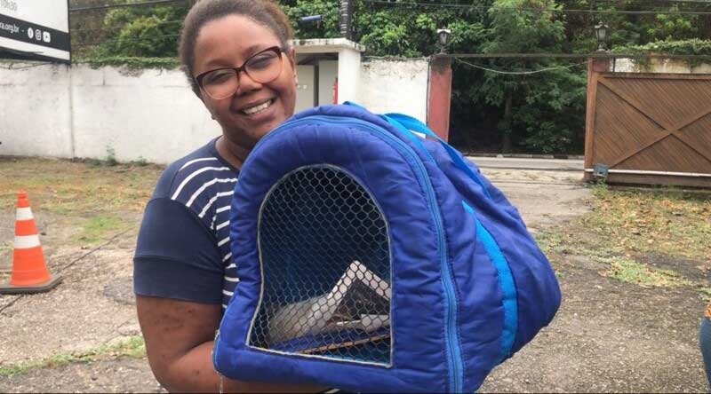 Em uma semana castramóvel faz mil procedimentos em cães e gatos no Rio