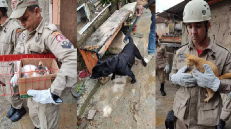 Mais animais são resgatados em áreas de deslizamentos em Petrópolis, RJ