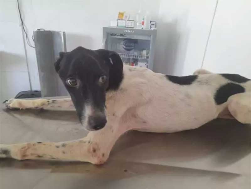 Prefeitura de Quatis (RJ) resgata cadela em estado de abandono e grave anemia