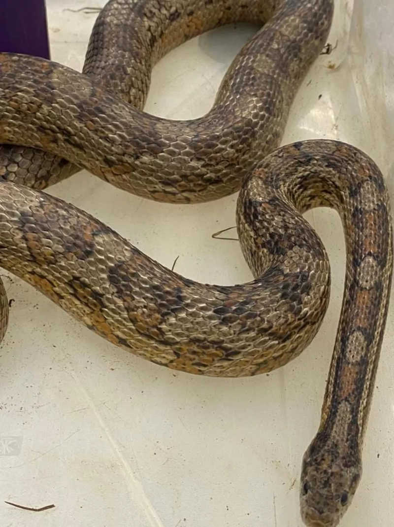 Uma das cobras apreendidas na operação — Foto: Divulgação