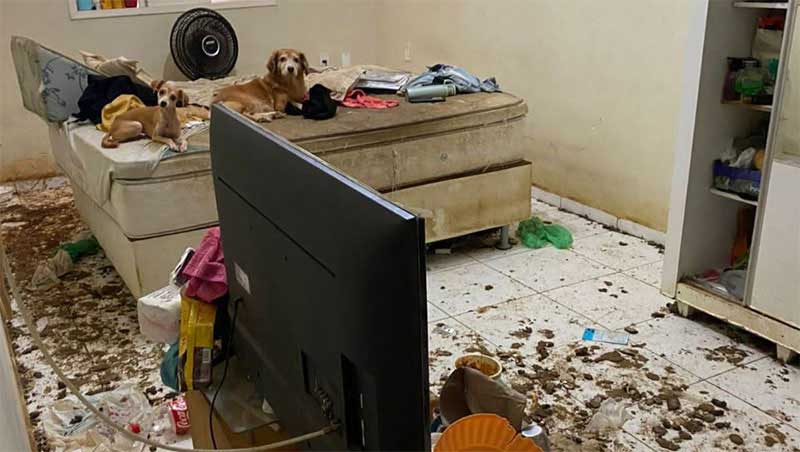 Psicóloga é presa por maus-tratos; mais de 20 animais são resgatados da residência dela em Mossoró, RN