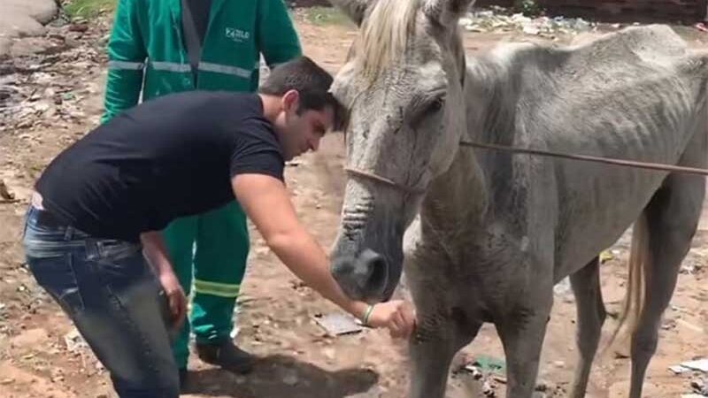 Cavalo foi resgatado com feridas e dificuldade em se locomover. Reprodução/Instagram