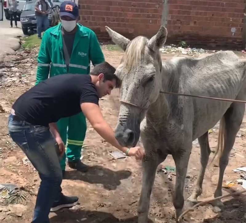 Após ameaça de morte, polícia é mobilizada para fazer resgate de cavalo vítima de maus tratos