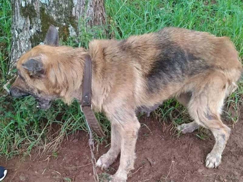 Polícia Civil resgata cadela em situação de maus-tratos no interior de Carlos Barbosa, RS