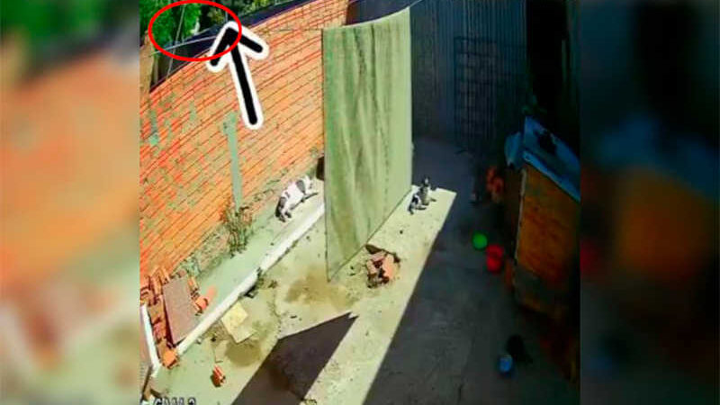 Imagens mostram mulher arremessando cachorro por cima de muro em Dom Pedrito, RS