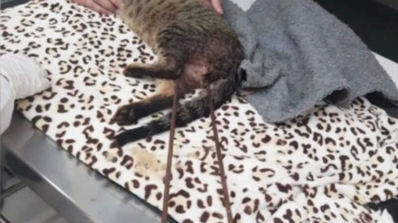 Gato é encontrado com espeto cravado no corpo em Ijuí, RS