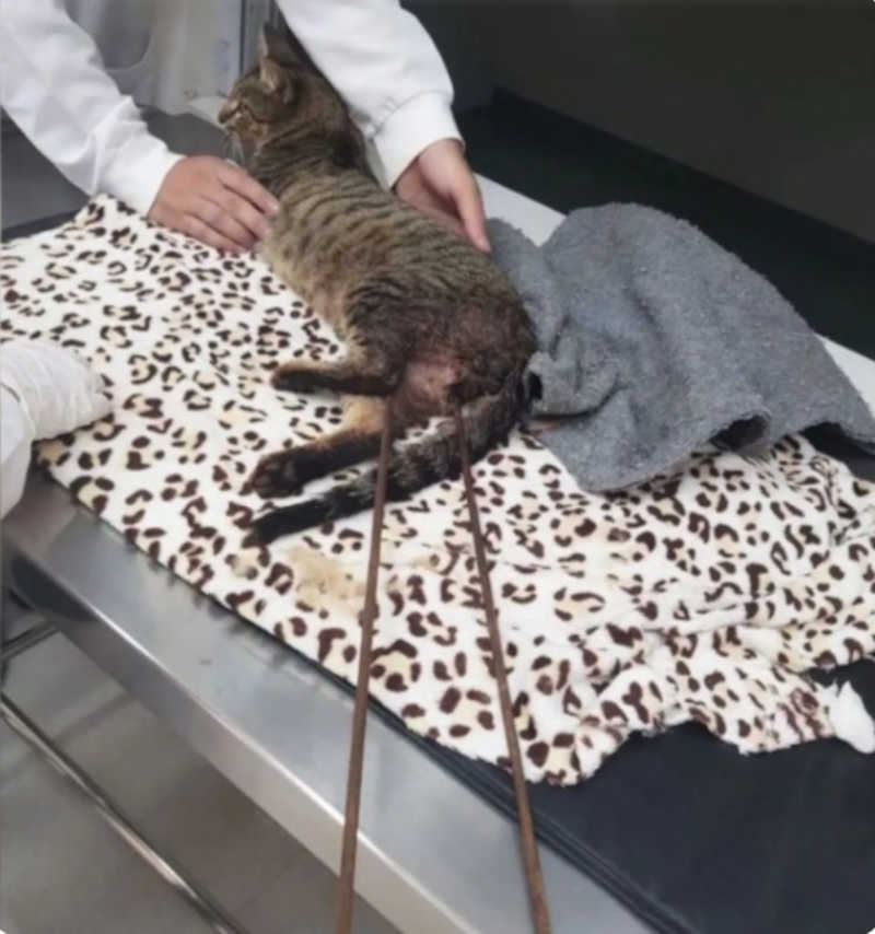 Gato é encontrado com espeto cravado no corpo em Ijuí, RS