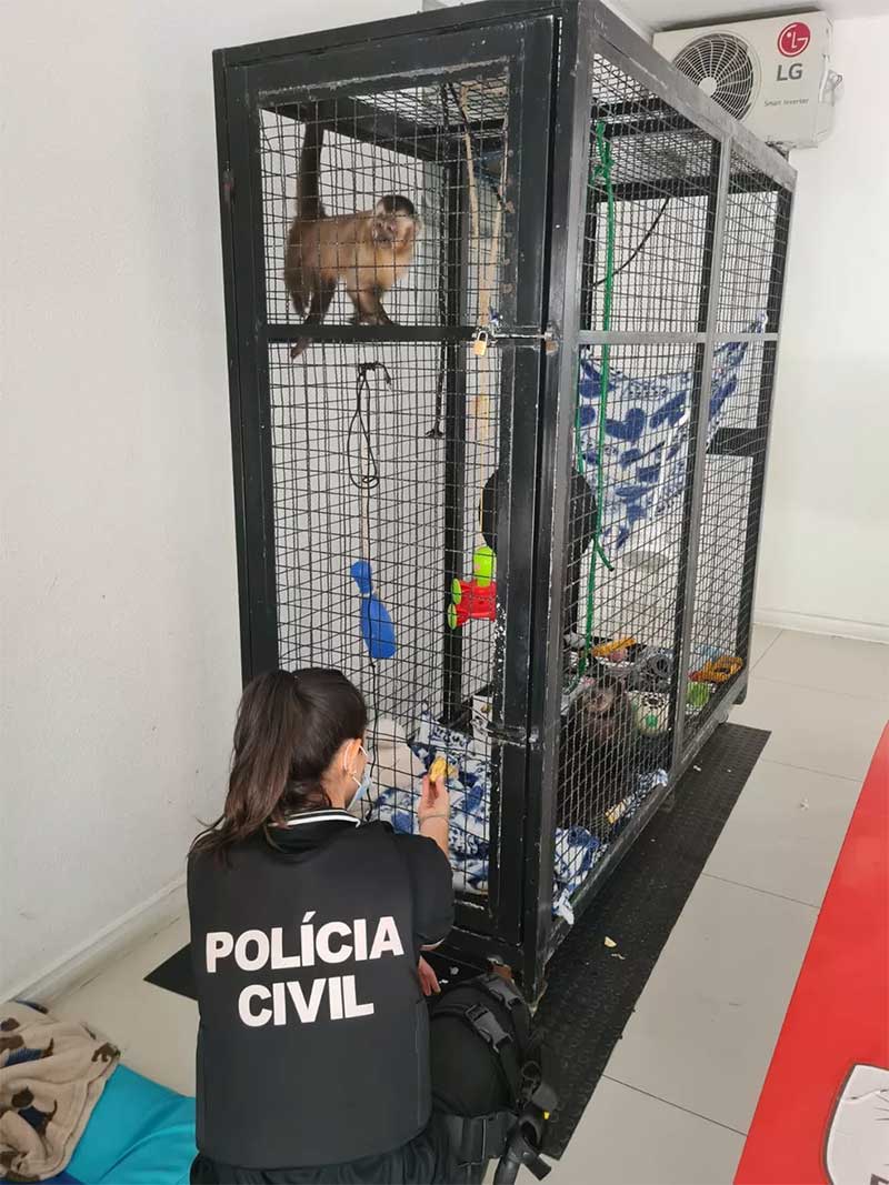 Animais exóticos são apreendidos em apartamento de Porto Alegre (RS), diz Polícia Civil; VÍDEO
