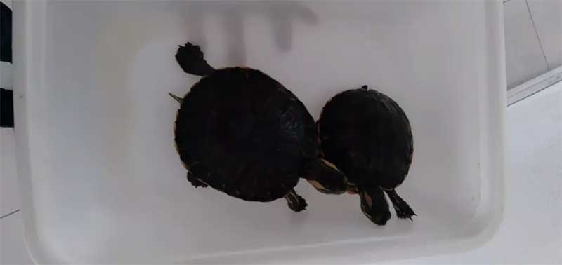 Duas tartarugas da espécie tigre d'água também foram apreendidas no apartamento — Foto: Polícia Civil/Divulgação