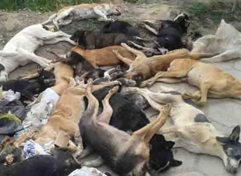 Crueldade! Treze cachorros e dois gatos foram mortos por envenenamento em Santa Rosa, RS