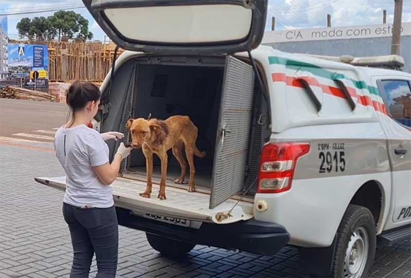 Cão abandonado acorrentado é salvo por policiais, em Abelardo Luz, SC