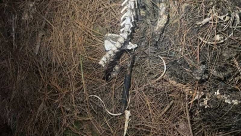 Preso rapaz acusado de ser “serial killer” de animais em Campos Novos, SC; animal apedrejado e ossadas são encontrados