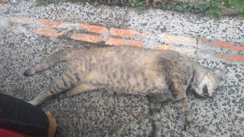 Moradores denunciam matança de gatos em Criciúma, SC