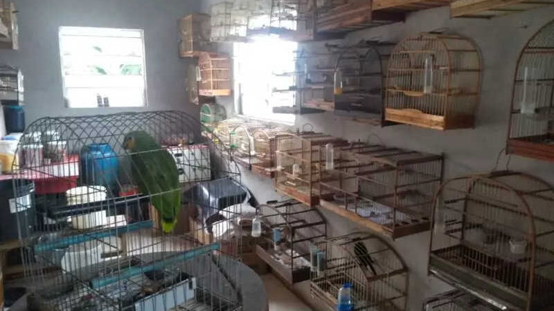 Operação resgata 80 pássaros silvestres de cativeiro em Criciúma, SC
