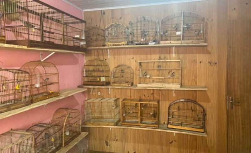 Homem é multado em R$50 mil por manter aves silvestres em cativeiro em Itapema, SC